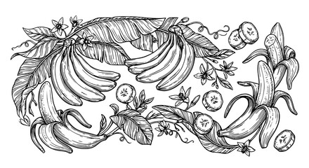 Peeled and sliced banana outline illustration collection with tropical fruit vector sketches © Jasim