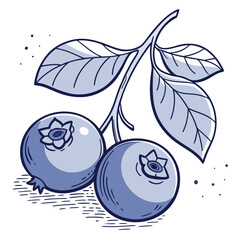 Blueberry branch illustration with leaves and two ripe berries line art © Marjan