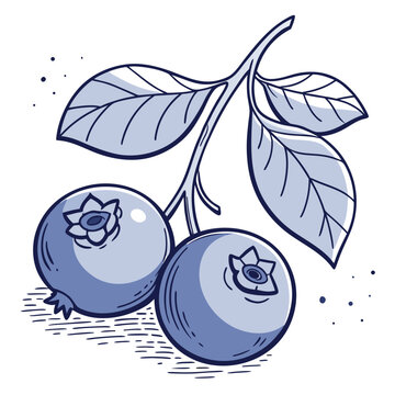 Blueberry branch illustration with leaves and two ripe berries line art