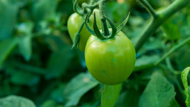 Fresh green and unripe tomatoes growing on the vine in a local plantation.
