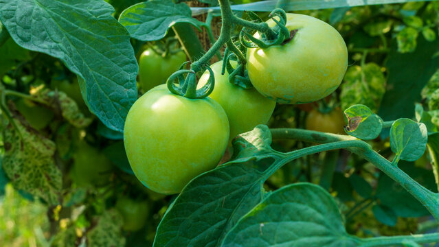 Fresh green and unripe tomatoes growing on the vine in a local plantation.