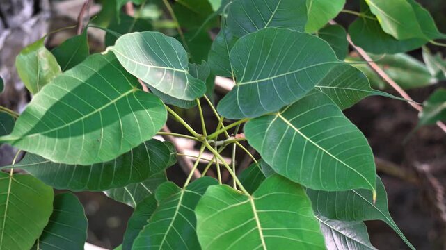 Top Down View of Sacred Peepal Tree Leaves Showing Intricate Vein Patterns. Macro Shot of Ficus Religiosa Leaves and Stems in Natural Sunlight. Green Heart Shaped Leaves.