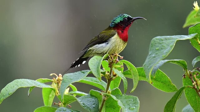 Fork tailed Sunbird shaking feathers on a branch during rain