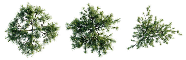 Pinus mugo tree plan, top view, cutout, transparent background, isolate, Lush green pine tree branches detailed close-up, perfect for nature and forest themed designs.