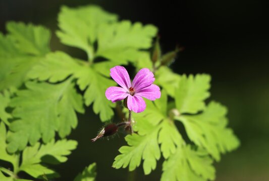 Small wildflower Geranium robertianum (herb Robert)