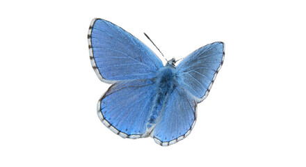 blue morpho butterfly © Muthaiya