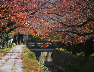 Obraz premium Beautiful autumn landscape of a clear canal reflecting vibrant red and orange maple foliage in Kyoto.