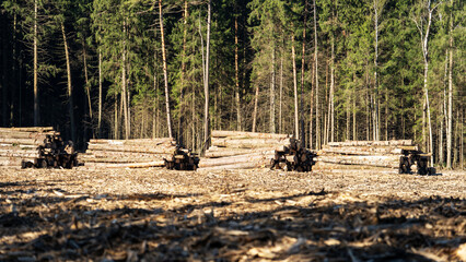Fototapeta premium Logging trucks idle in a forest clearing