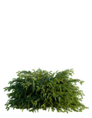 Obraz premium Picea abies Nidiformis tree, elevation, front view, cutout, transparent background, isolate, Detailed Pine Branch Close-Up with Lush Green Needles - Perfect for Seasonal Designs