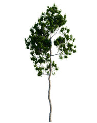 Fototapeta premium Pinus dalatensis tree, elevation, front view, cutout, transparent background, isolate, Detailed close-up of a single pine tree trunk with vibrant green needles, nature macro