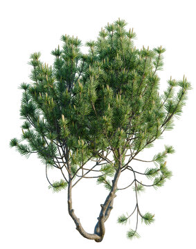 Pinus mugo tree, elevation, front view, cutout, transparent background, isolate, Detailed branch of a willow tree with leaves, nature close-up, high resolution image.