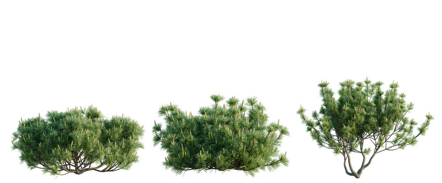 Pinus mugo tree, elevation, front view, cutout, transparent background, isolate, Detailed Spruce Tree Branch with Lush Green Needles, High Resolution for Natural Backgrounds