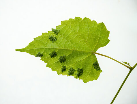 Grape tumid galls on the underside of a grape leaf, caused by a gall midge (Vitisiella brevicauda). These are distinct from the far more common grape phylloxera (Daktulosphaira vitifoliae)