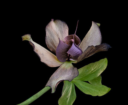 Open seed pods in the center of a helleborus flower. Seeds have likely been disseminated by ants.