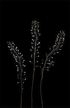 Dried stalks of Virginia pepperweed (Lepidium virginicum) showing seed pods from previous year.