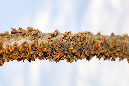 An old wooden branch covered with textured brown growths and dry fungi is captured in close-up against a blurred light background. Macro photography details the natural relief, bark roughness, and uni