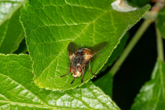 macro photo of a Tachina fera (also known as a common tachinid fly).  A parasitic fly, at rest