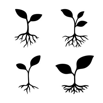 Four simple plant growth stages illustration - Minimalist vector showing stages of seedling development with roots and leaves growing upward.