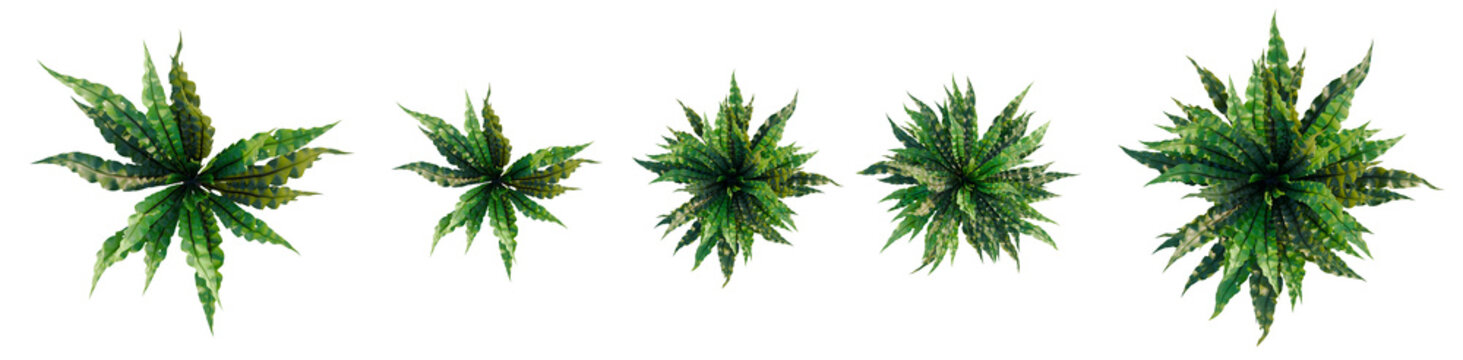 Asplenium nidus Crispy Wave tree plan, top view, cutout, transparent background, isolate, Vibrant Green Fern Texture - Detailed Botanical Illustration for Design and Natural Themes