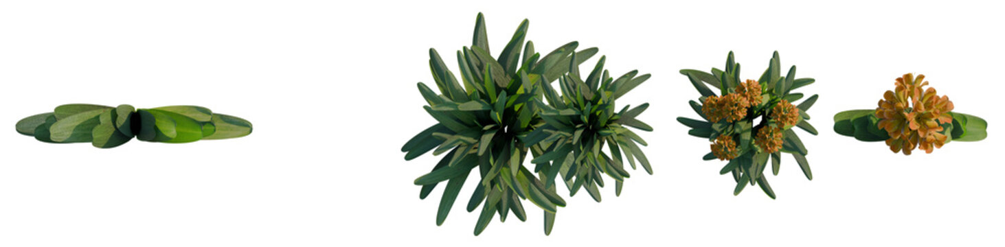 Clivia miniata tree plan, top view, cutout, transparent background, isolate, Detailed close-up of lush green pine tree branches with fresh pine cones, perfect for nature themes.