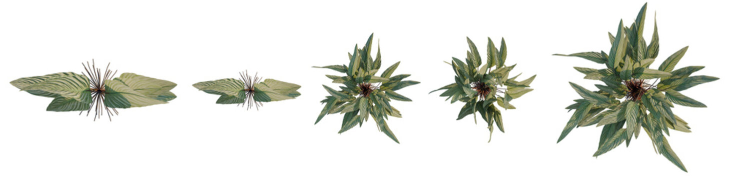 Ctenanthe setosa tree plan, top view, cutout, transparent background, isolate, Detailed Green Fern Leaf Texture Pattern, Macro Close-Up, Nature Background, PNG Image