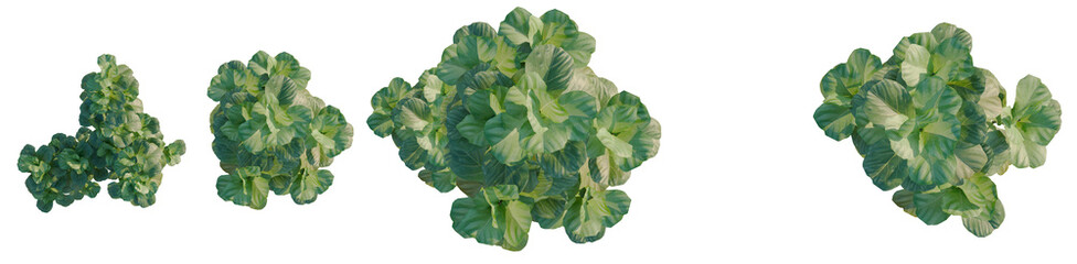 Ficus lyrata tree plan, top view, cutout, transparent background, isolate, Detailed Close-Up of Lush Green Kale Leaves Texture, Natural Food Background, Healthy Lifestyle © DH Tree Stock