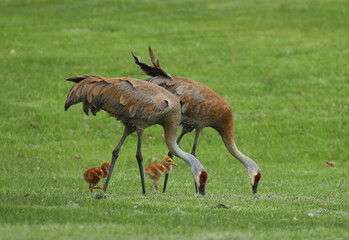 Fototapeta premium Two adult Sandhill Cranes with their beaks deep in the ground looking for food while two fuzzy fledglings walk around their parents' long legs. 