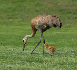 Fototapeta premium An adult Sandhill Crane and a fuzzy fledgling walking together in a grassy field in a park in Michigan during the springtime. 