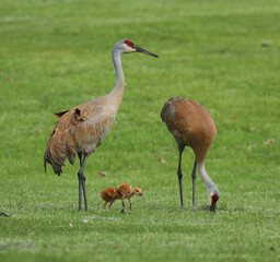 Fototapeta premium An alert sandhill crane keeps watch while another adult hunts for food and two fledglings stand nearby. 