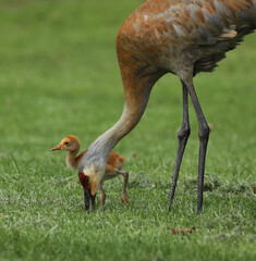 Fototapeta premium An adult Sandhill Crane sticks its beak deep into the grass looking for food while its fuzzy fledgling stands nearby. 
