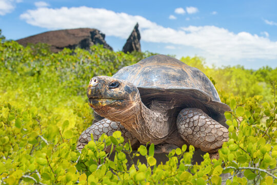 Wildlife tourism and nature conservation. Giant Galapagos tortoise moves through tropical vegetation on volcanic island landscape in Ecuador.