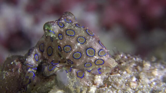 Close-up macro shot of a highly venomous Blue-ringed octopus (Hapalochlaena) resting on a coral reef underwater, displaying its vibrant blue warning rings