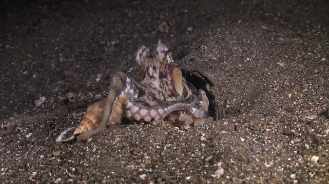 A fascinating coconut octopus (Amphioctopus marginatus) carrying a shell across a sandy ocean floor and hiding