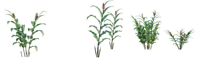 Fototapeta premium Alpinia purpurata tree, elevation, front view, cutout, transparent background, isolate, Detailed close-up of lush green leaves and vibrant red flowers of a tropical plant.