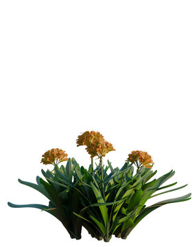 Clivia miniata tree, elevation, front view, cutout, transparent background, isolate, Close-up of Red Spider Lily Flowers in a Garden, Botanical Beauty and Natural Elegance