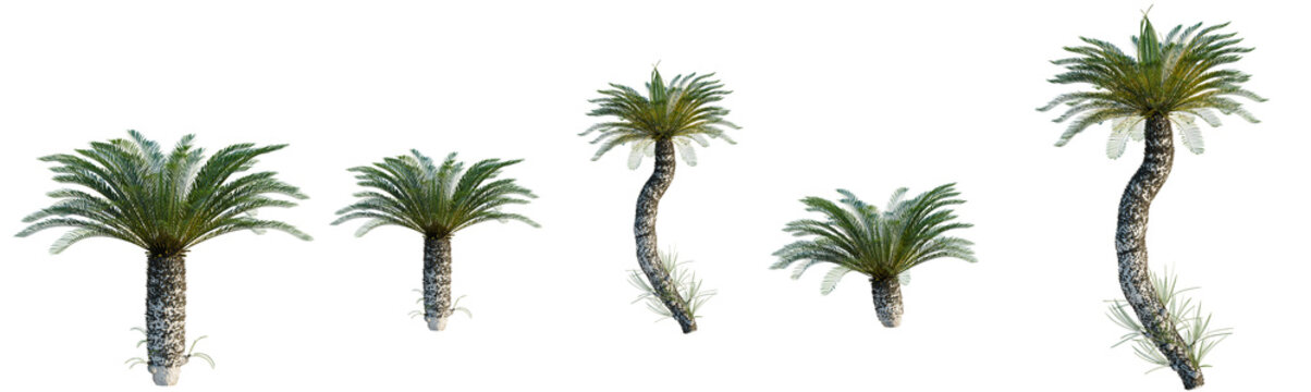 Cycas revoluta tree, elevation, front view, cutout, transparent background, isolate, Palm Tree Silhouette with Detailed Leaves, Perfect for Tropical Designs and Nature Imagery