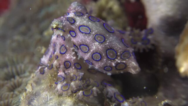 Greater blue-ringed octopus (Hapalochlaena lunulata) on a coral reef displaying its vibrant, iridescent blue rings as a warning sign