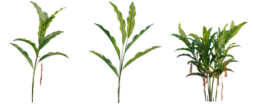 Heliconia rostrata tree, elevation, front view, cutout, transparent background, isolate, Close-up of a beautiful heliconia psittacorum flower with vibrant red bracts and green leaves
