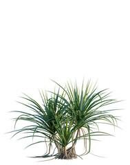 Fototapeta premium Pandanus tectorius tree, elevation, front view, cutout, transparent background, isolate, Detailed close-up of a lush coastal mangrove tree with exposed roots, vibrant green leaves.