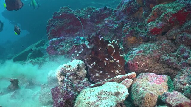 Reef octopus (Octopus cyanea) camouflaged on a coral reef in tropical ocean water, switching colors and textures with fish swimming around