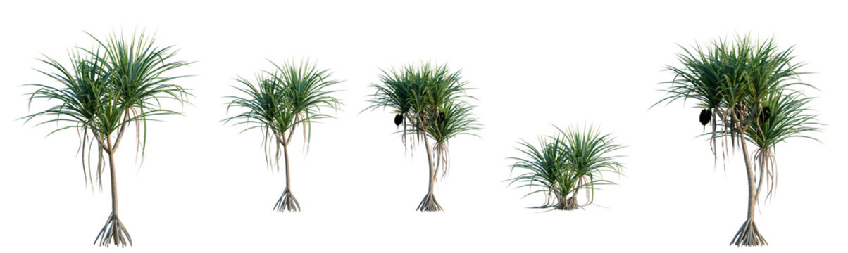 Pandanus tectorius tree, elevation, front view, cutout, transparent background, isolate, Banyan Tree with Aerial Roots, Detailed Illustration for Nature and Botanical Themes