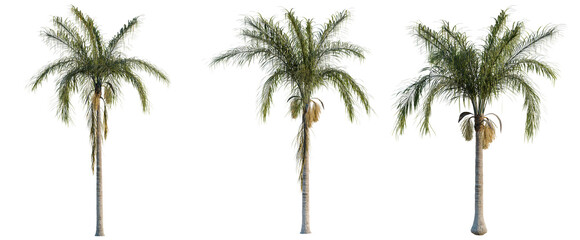 Fototapeta premium Syagrus romanzoffiana tree, elevation, front view, cutout, transparent background, isolate, Detailed view of a large, green fern leaf with intricate veins, ideal for botanical designs.
