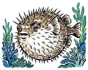 Spiky pufferfish among coral and seaweed hand-drawn illustration © m gusafif