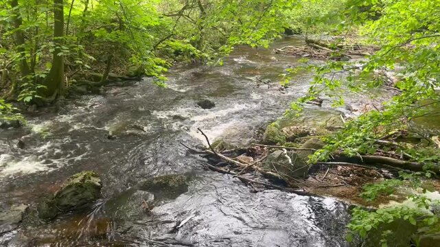 The Ilse is a 42.9-kilometer-long mountain river in the Harz Mountains and the Harz foothills; it originates in Saxony-Anhalt and flows into the Oker in Lower Saxony