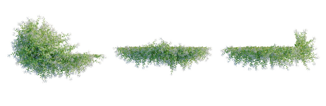 Clematis paniculata tree plan, top view, cutout, transparent background, isolate, Delicate Jasmine Flowers on Green Vine, Detailed Close-Up, Natural Beauty, Springtime Floral