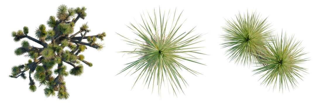 Dichondra repens Groundcover tree plan, top view, cutout, transparent background, isolate, Detailed Close-Up of a Yucca Plant with Textured Leaves and Natural Sunlight