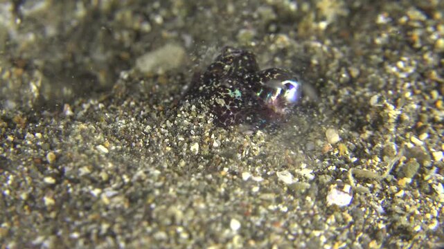Macro shot of a tiny bobtail squid burying itself in the sandy ocean floor for camouflage