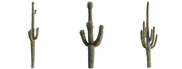 Obraz premium Asparagus densiflorus tree, elevation, front view, cutout, transparent background, isolate, Majestic Saguaro Cactus in the Desert Landscape, A Symbol of the American Southwest