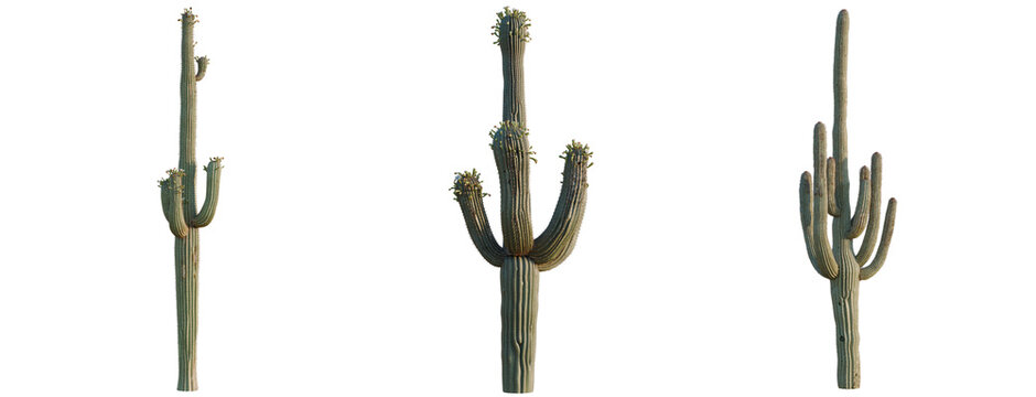 Asparagus densiflorus tree, elevation, front view, cutout, transparent background, isolate, Majestic Saguaro Cactus in the Desert Landscape, A Symbol of the American Southwest
