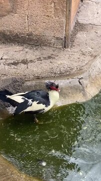 Black and white Muscovy duck on the pond edge, 4K vertical video.